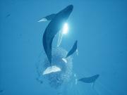 ABZU for PS4 to buy