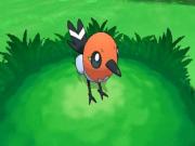 Pokemon Y for NINTENDO3DS to buy