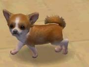 Nintendogs Chihuahua and Friends for NINTENDODS to buy