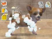 Nintendogs Chihuahua and Friends for NINTENDODS to buy