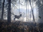 The Hunter Call of The Wild 2019 Edition for PS4 to buy