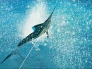 Reel Fishing Anglers Dream for NINTENDOWII to buy